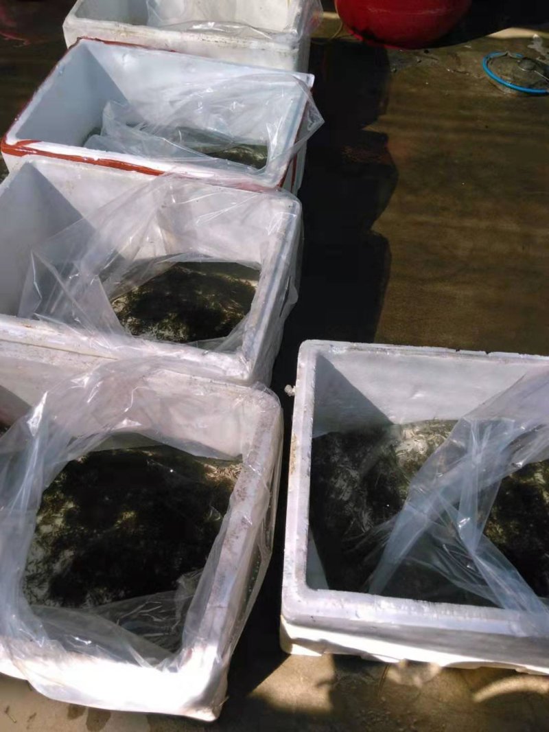 泥鳅种苗