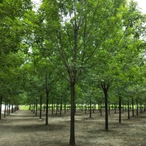 白蜡树苗圃大量现货供应:各规格白蜡、老式、速生、