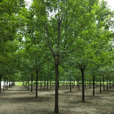 白蜡树苗圃大量现货供应:各规格白蜡、老式、速生、