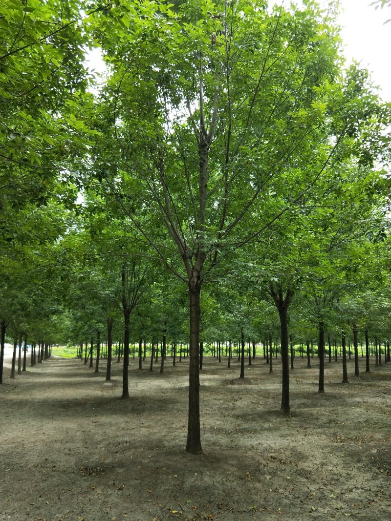 白蜡树苗圃大量现货供应:各规格白蜡、老式、速生、