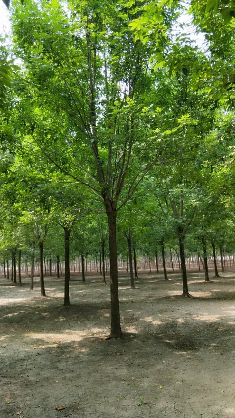 白蜡树苗圃大量现货供应:各规格白蜡、老式、速生、
