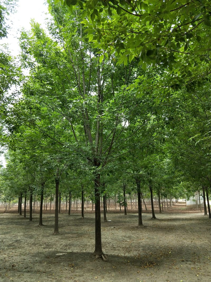 白蜡树苗圃大量现货供应:各规格白蜡、老式、速生、