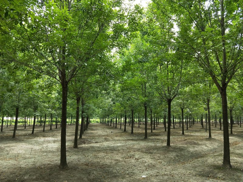 白蜡树苗圃大量现货供应:各规格白蜡、老式、速生、