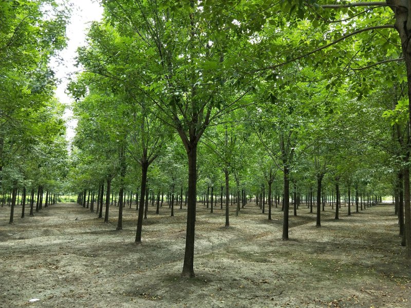 白蜡树苗圃大量现货供应:各规格白蜡、老式、速生、
