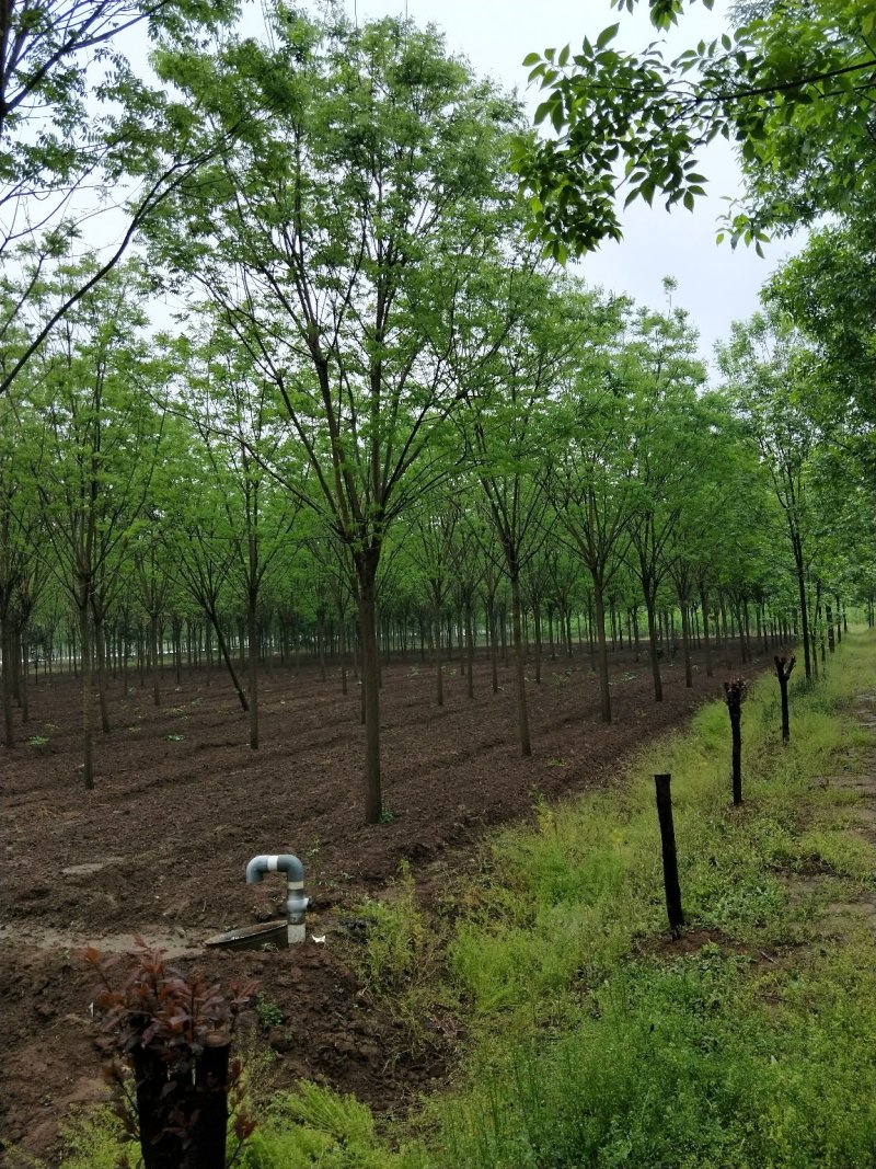 国槐—基地大量供应各规格国槐。（老式、速生）