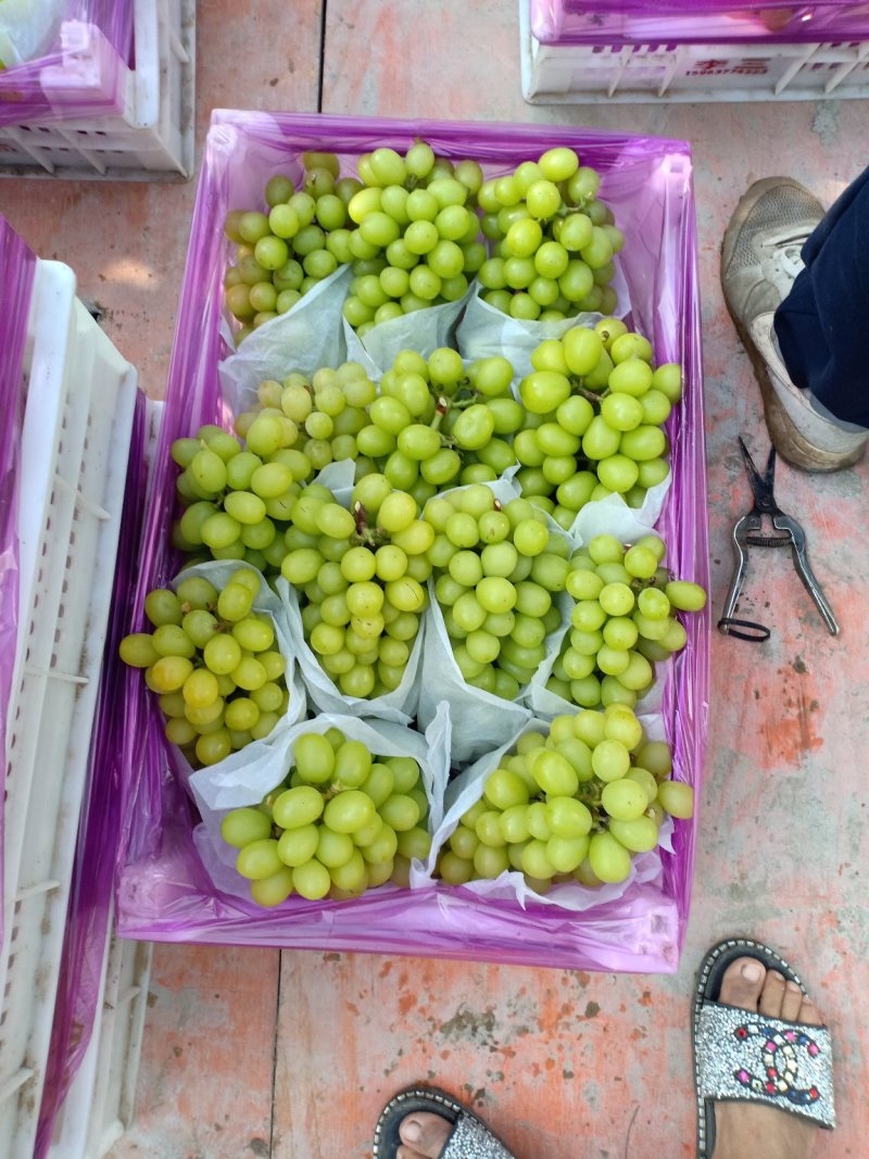 阳光玫瑰葡萄，甜度高，精品葡萄，产地直供，一首货源。