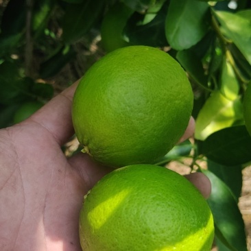 台湾无籽青柠檬