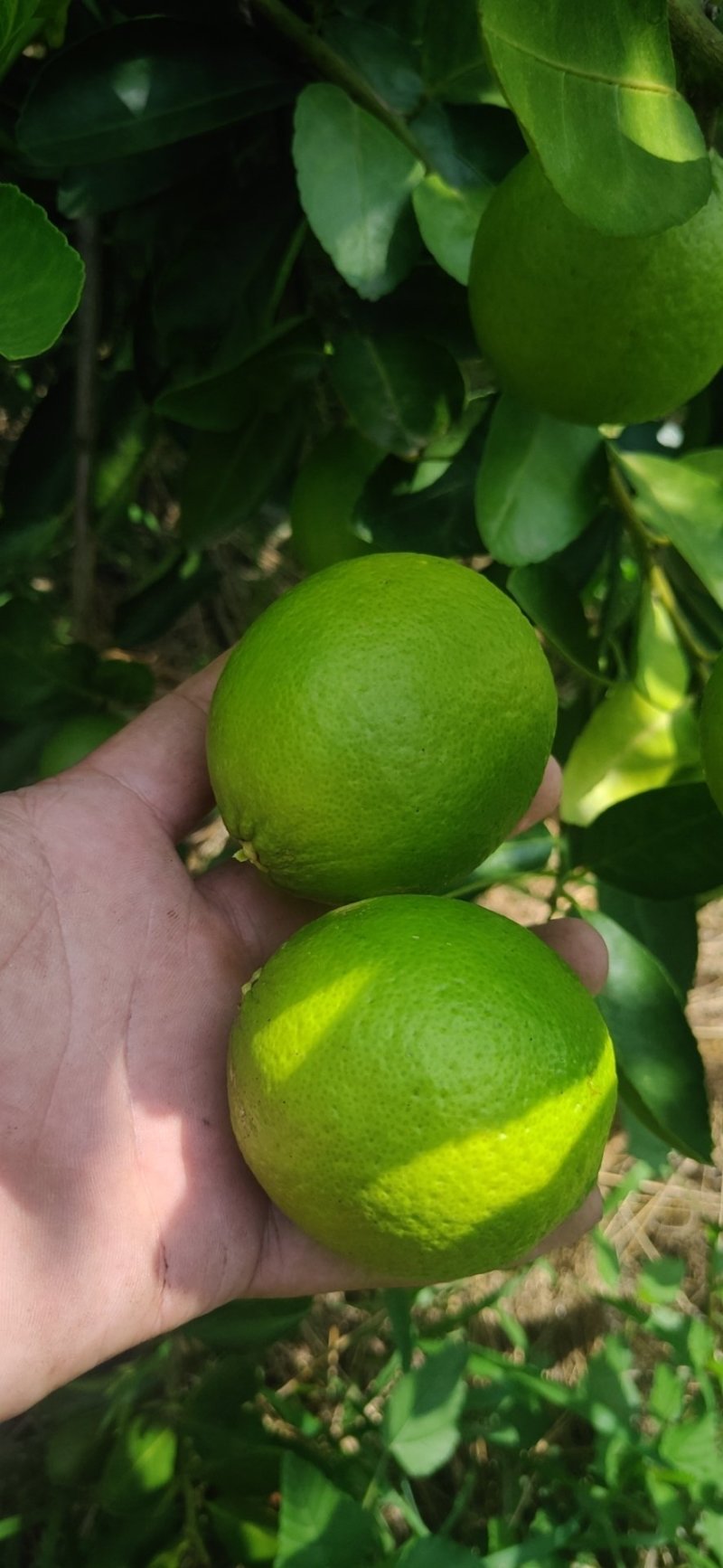 台湾无籽青柠檬