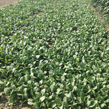 油菜精品叶菜一手货源直供