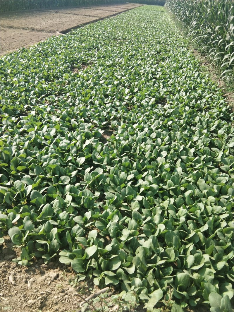 油菜精品叶菜一手货源直供