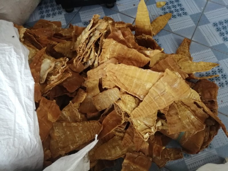 干笋产地直销大量笋角笋干散装1年麻竹笋苗