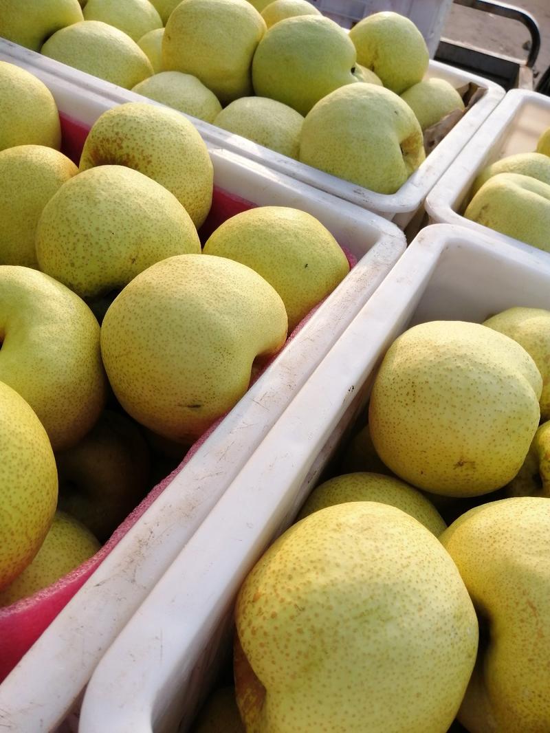 砀山酥梨，现摘现卖，产地直供，质量保证，全国发货