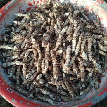 螺丝菜8到12个罗，新货上市