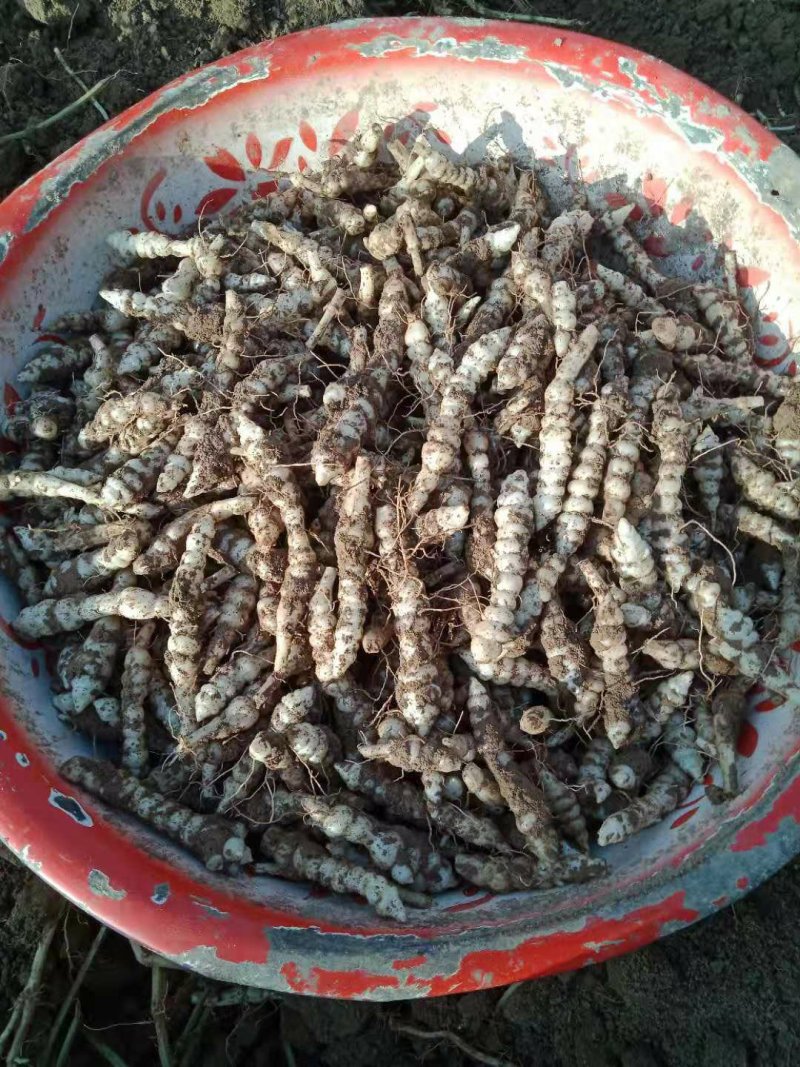 螺丝菜8到12个罗，新货上市