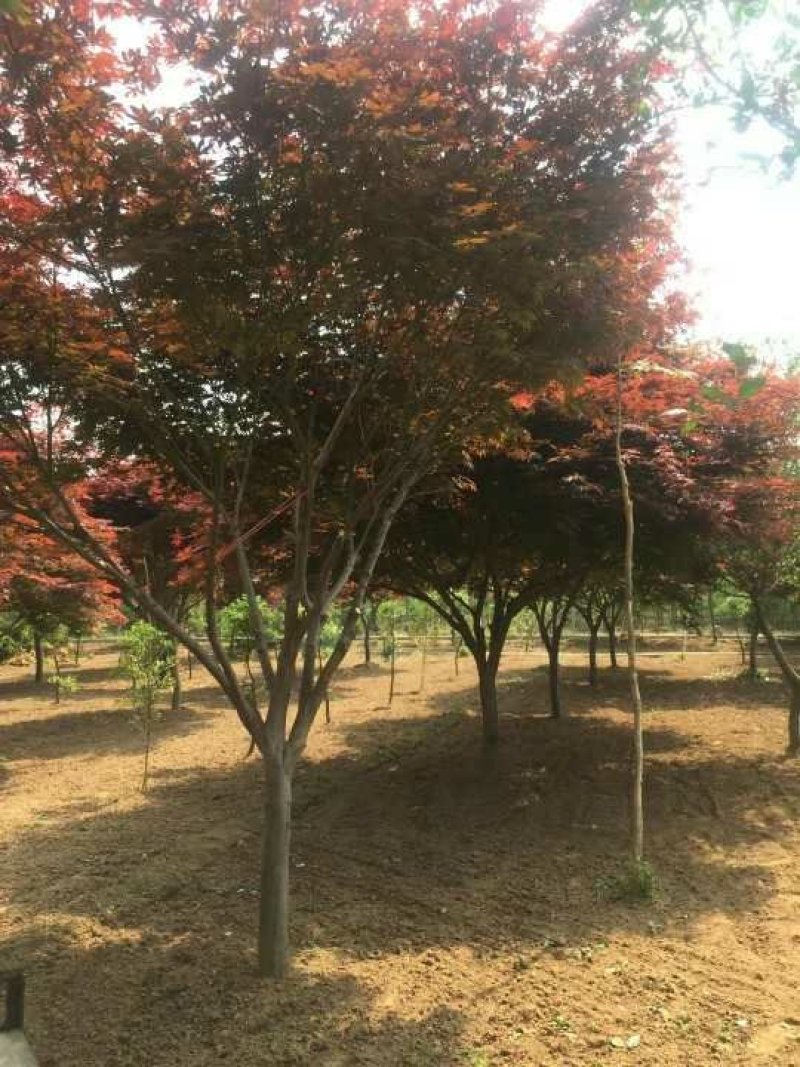 日本红枫（红舞姬、三季红、中国红枫）基地大量现货供应