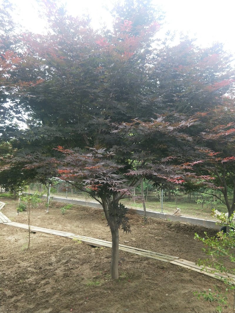 日本红枫（红舞姬、三季红、中国红枫）基地大量现货供应