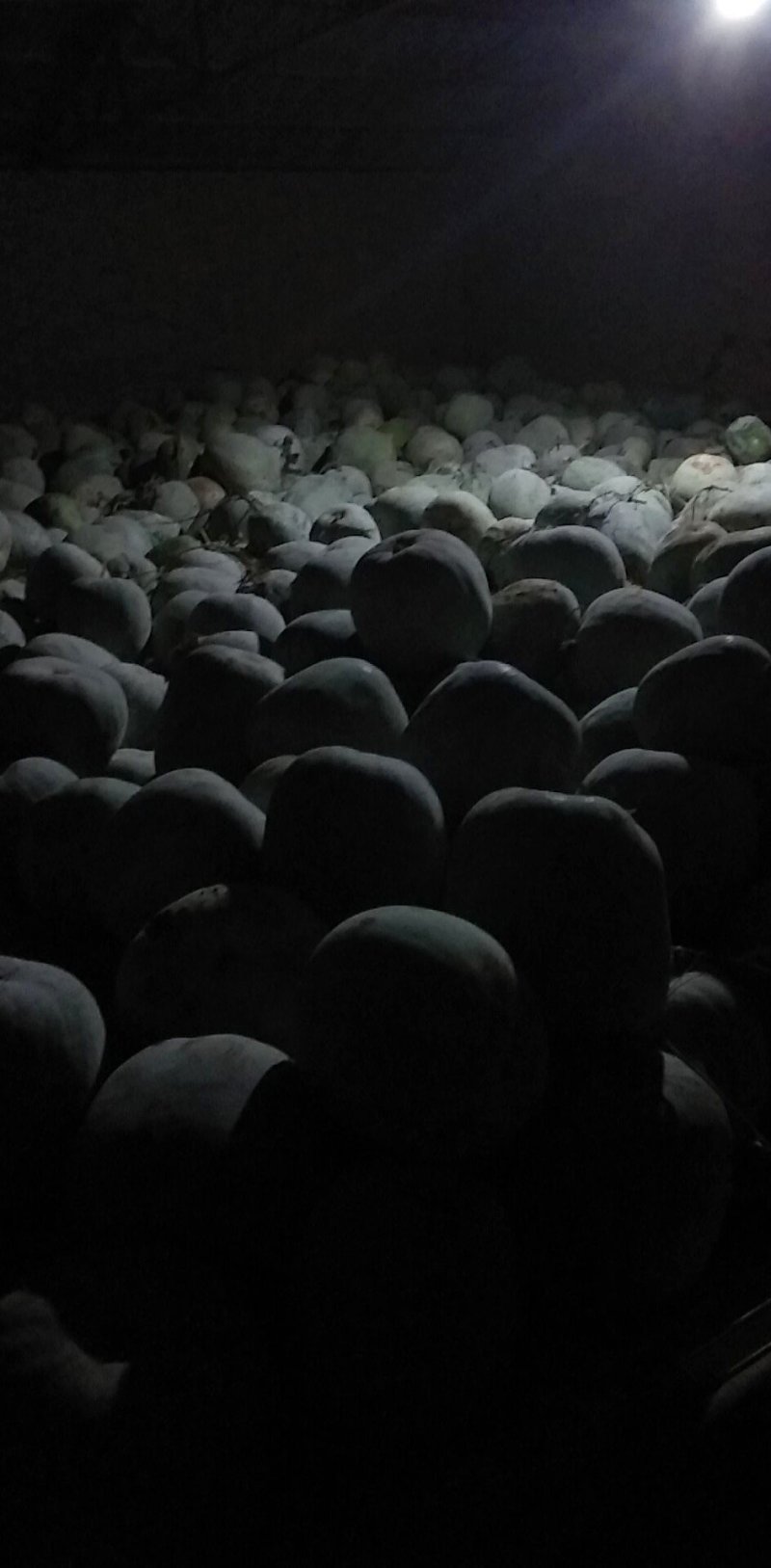 冬瓜有需要的联系量大