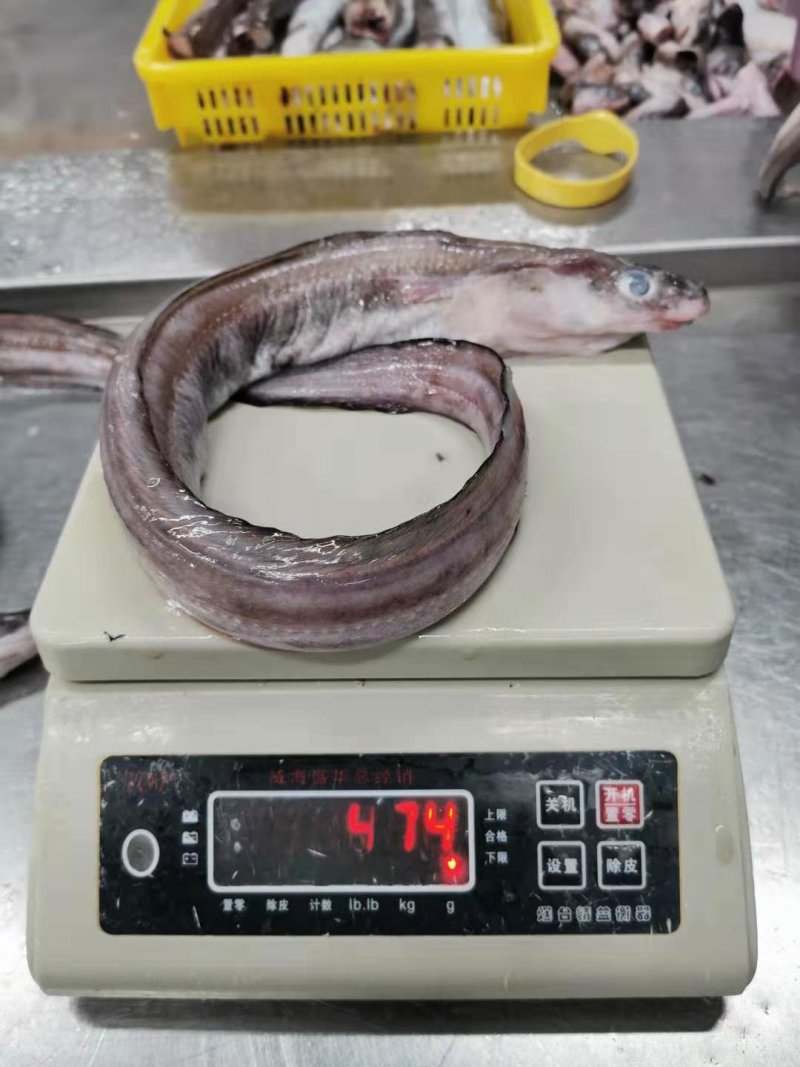 鳗鱼段深海远洋捕捞本地船冻
