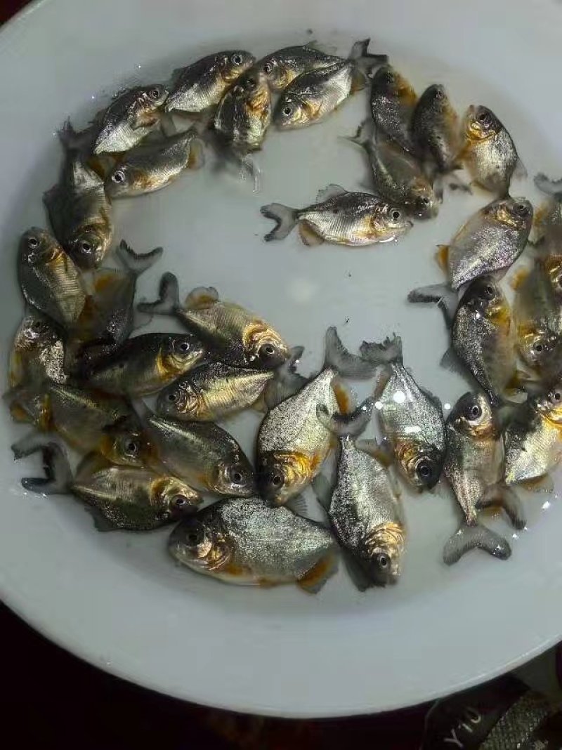 淡水白鲳白鲳鱼苗