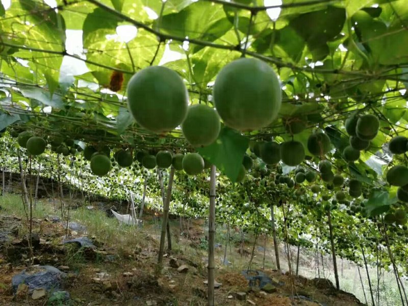 龙胜高寒山区罗汉果苗