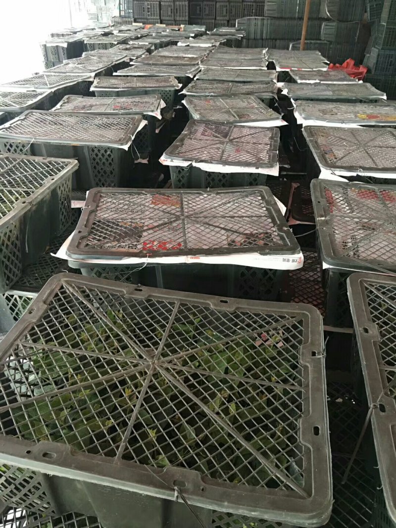 龙胜高寒山区罗汉果苗