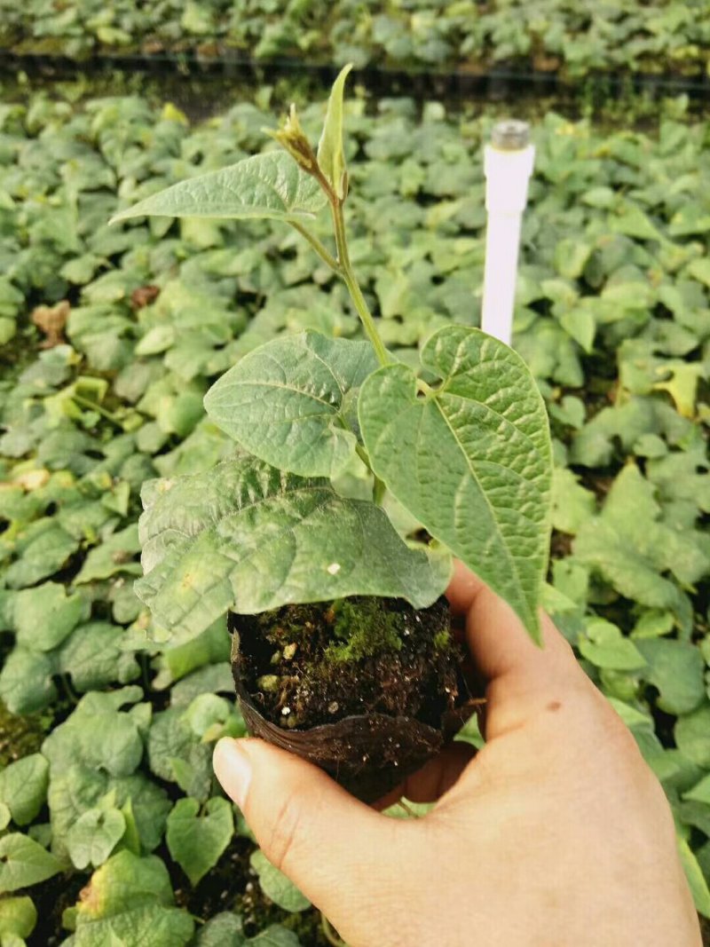 龙胜高寒山区罗汉果苗