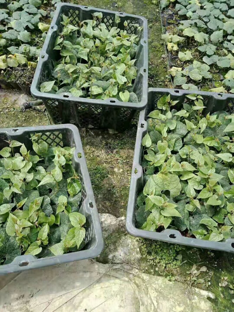龙胜高寒山区罗汉果苗