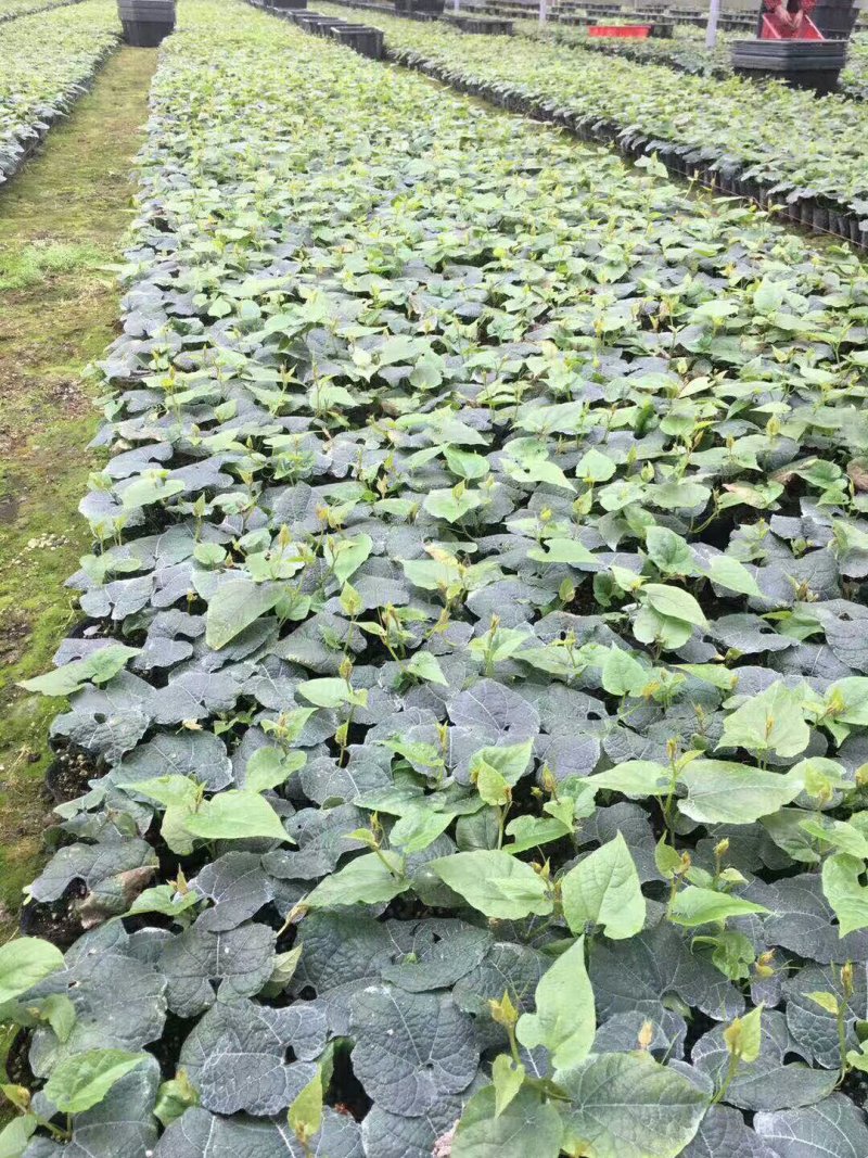 龙胜高寒山区罗汉果苗