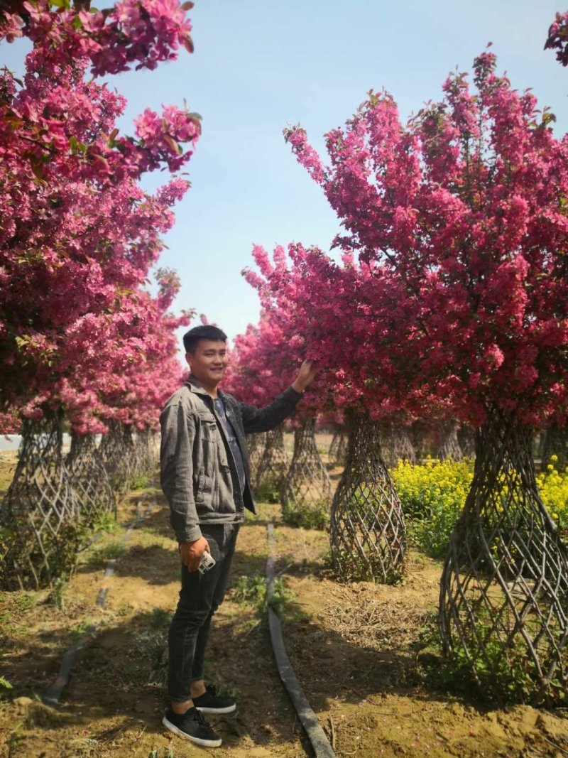 海棠花瓶基地大量现货供应。质量保证欢迎实地考察