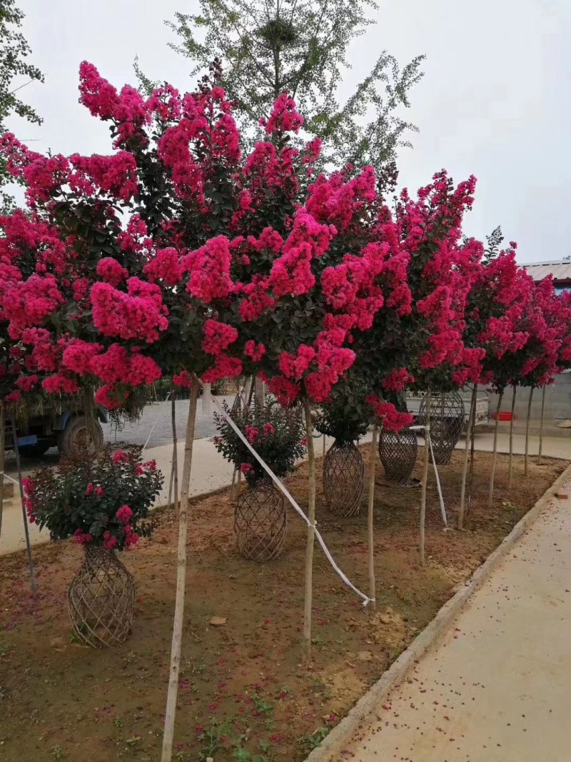 海棠花瓶基地大量现货供应。质量保证欢迎实地考察