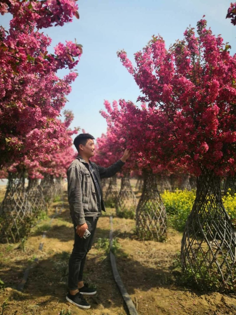 海棠花瓶基地大量现货供应。质量保证欢迎实地考察