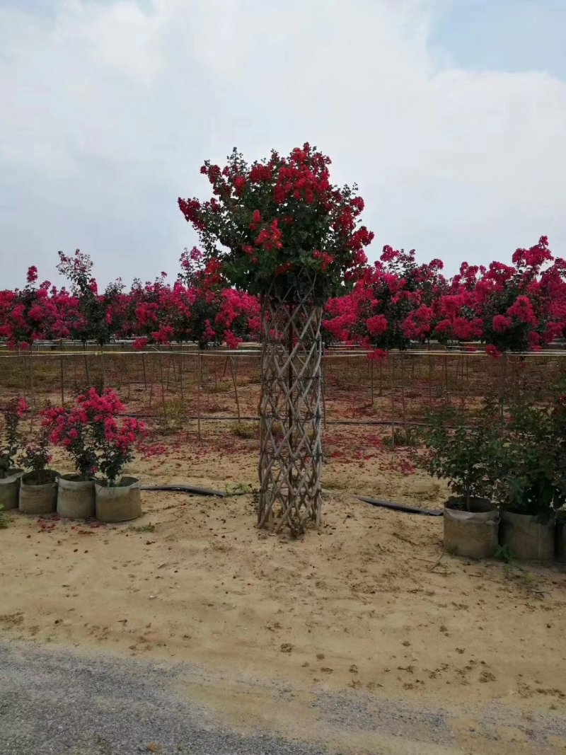 海棠花瓶基地大量现货供应。质量保证欢迎实地考察