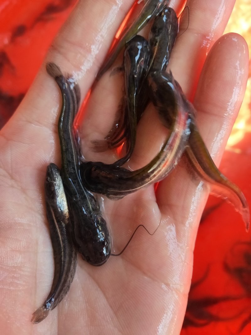大口鲶鱼苗杂交鲶鱼苗南方大口鲶鱼苗