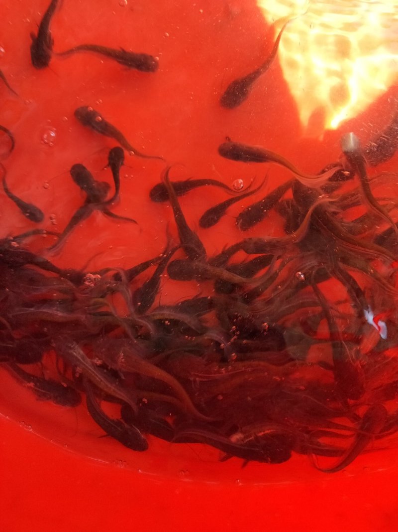 大口鲶鱼苗杂交鲶鱼苗南方大口鲶鱼苗