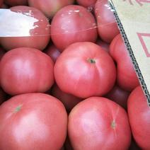 农联社大量供应硬粉西红柿