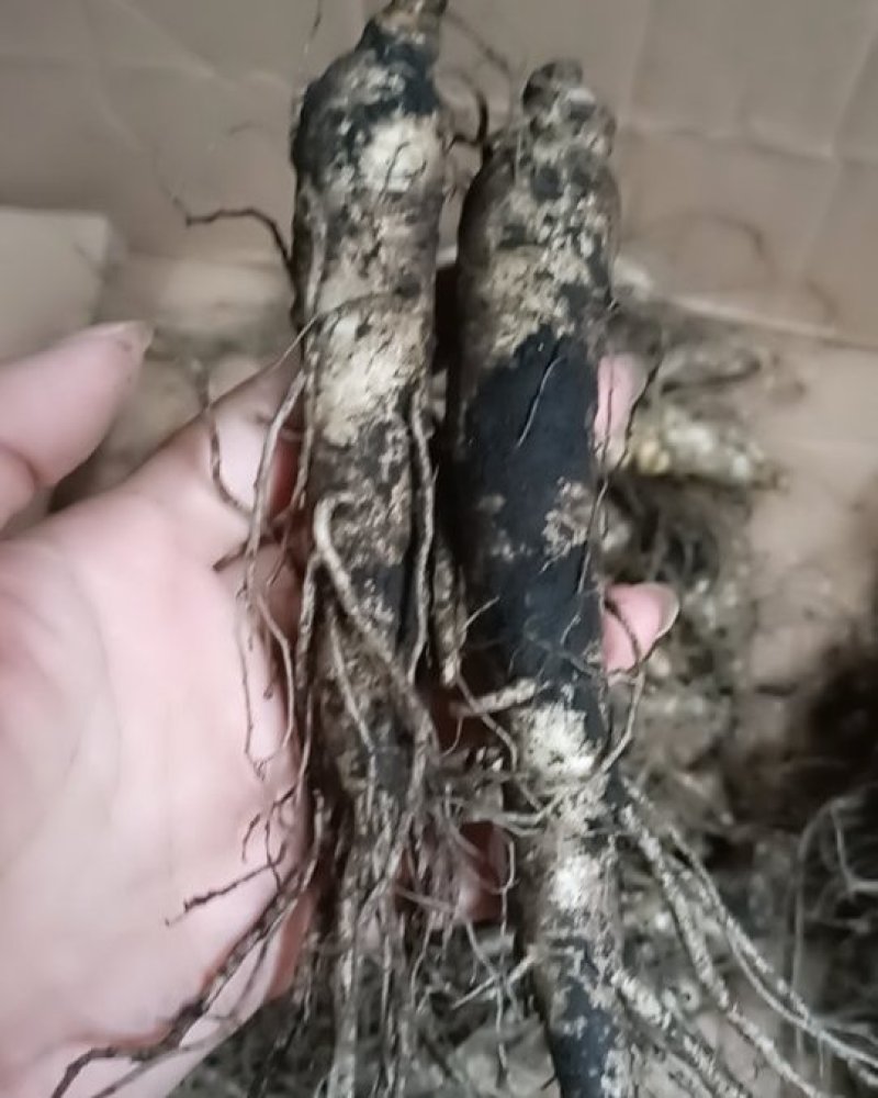 无任何农药和化肥低残小人参