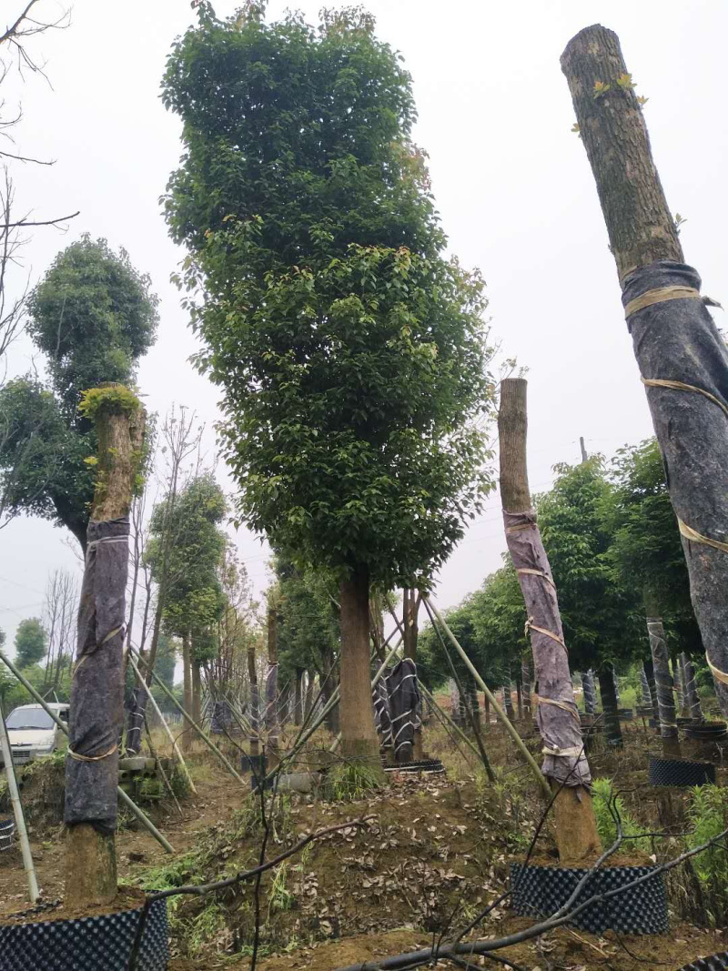 35-40-45-50骨架香樟
