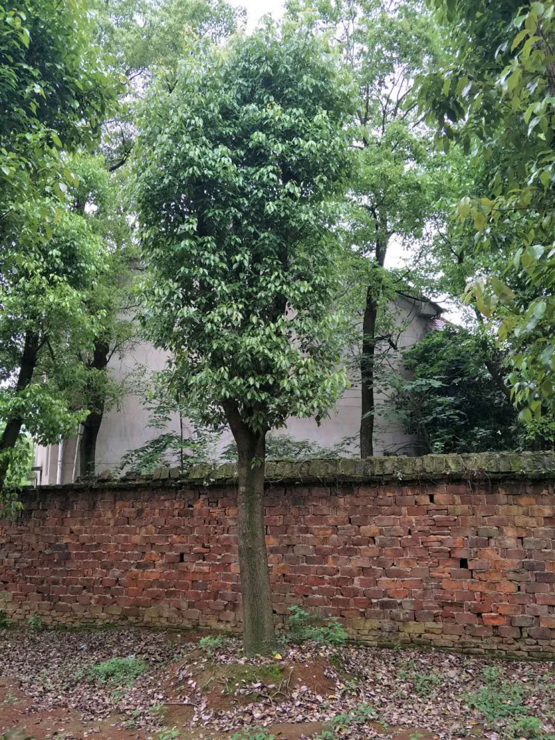 35-40-45-50骨架香樟