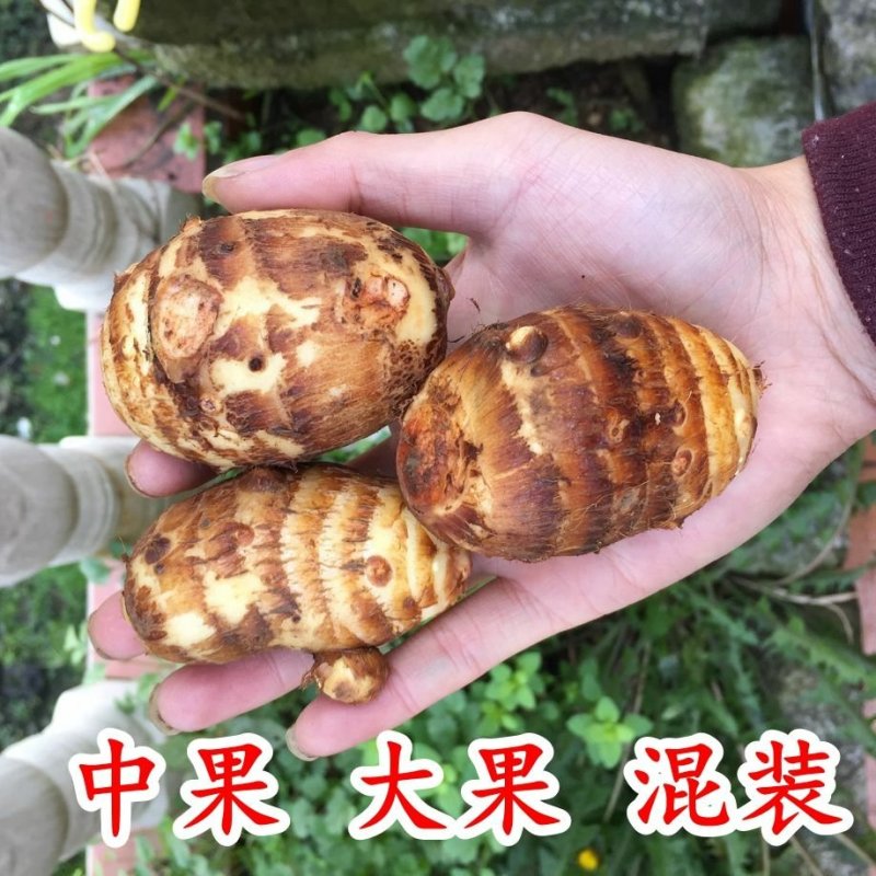 贵州芋头小芋头毛芋头