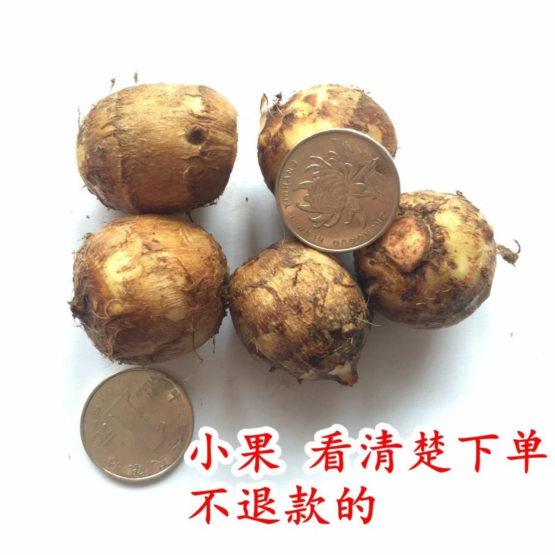 贵州芋头小芋头毛芋头