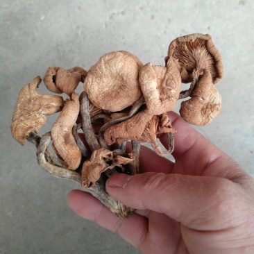 野生青冈菌/树秋菌/特级机烤干货/晒干货/产地直供