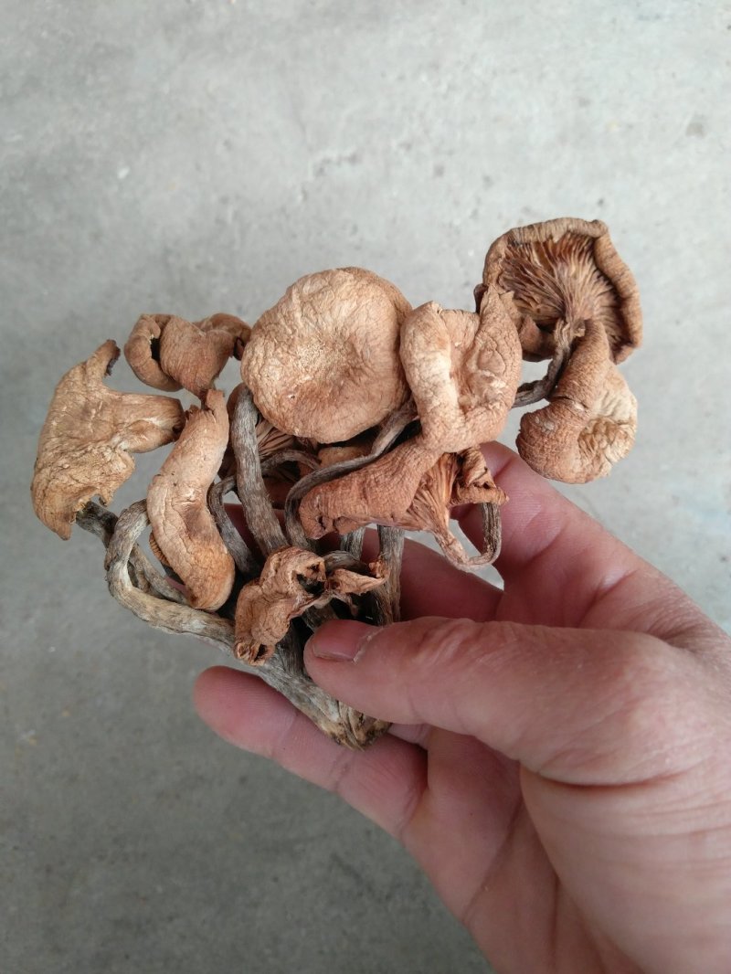 野生青冈菌/树秋菌/特级机烤干货/晒干货/产地直供