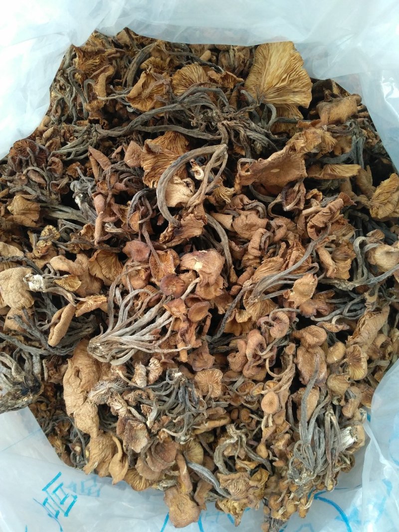 野生青冈菌/树秋菌/特级机烤干货/晒干货/产地直供