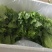 散叶生菜
