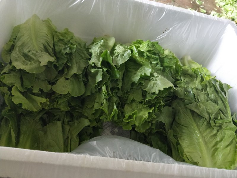 散叶生菜