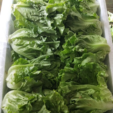 散叶生菜