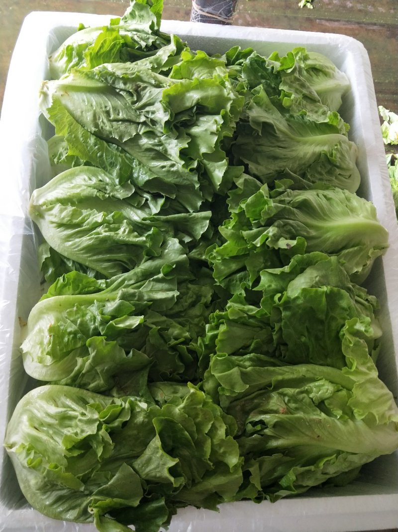 散叶生菜