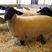 纯种萨福克羊萨福克种公羊活体出售萨福克怀孕母羊萨福克绵羊