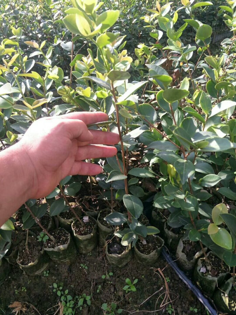 嫁接油茶长林系列