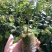 嫁接油茶长林系列